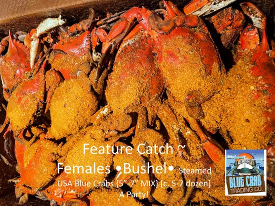 Female MD Style Blue Crabs