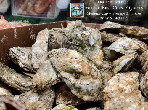 100 Count LIVE Eastern Oysters