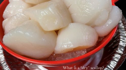 Dry Packed Scallops