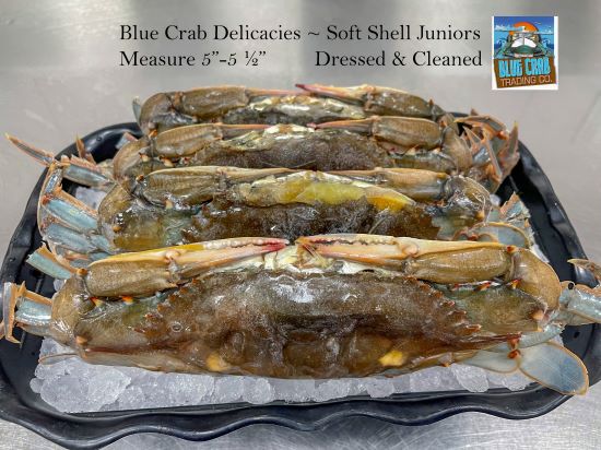 Jumbo Soft Shells