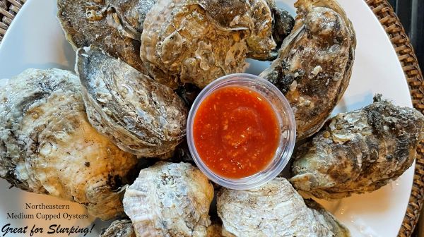Northeastern Oysters