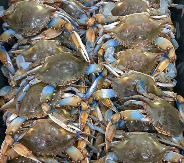 Blue Crab Mallet