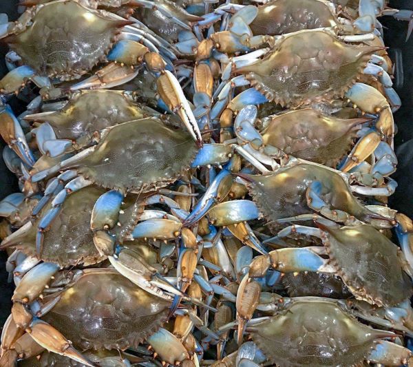 Live Blue Crabs