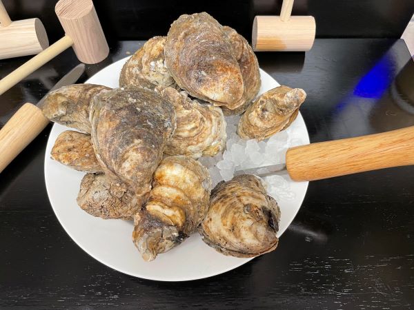 LIVE Oysters