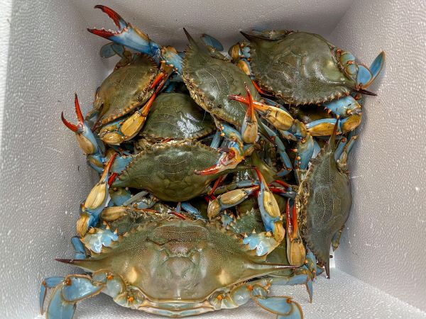 Female Blue Crabs