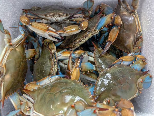 Live Crabs