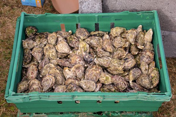 Oyster Catch