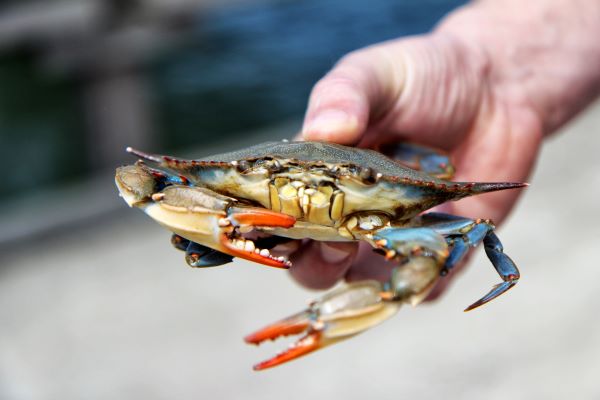 Female Blue Crab