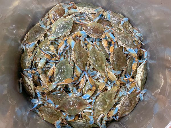 Live Blue Crabs