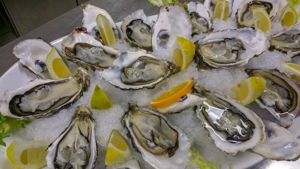 Fresh Oysters