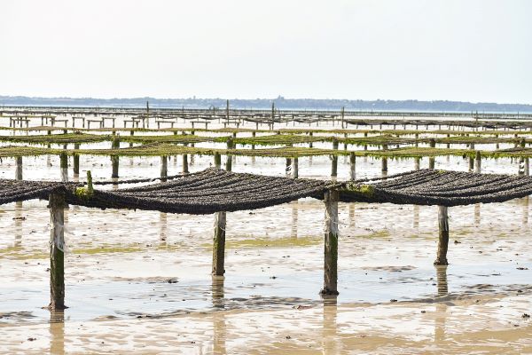 Blue Mussel Ropes